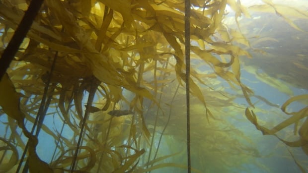 Underwater gardeners work to restore B.C.’s crucial kelp forests
