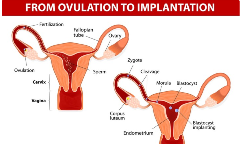 What To Know About the Corpus Luteum When Trying To Conceive