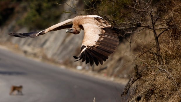 When India's vulture population collapsed, half a million human deaths followed: study