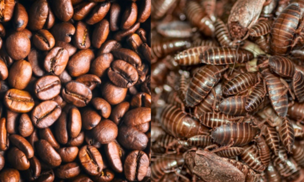 Your coffee could be contaminated with cockroaches, but so could other food