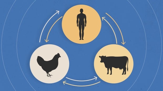 Human H5N1 cases in the U.S. are rising. That’s bad timing with flu season, bird migrations just months away