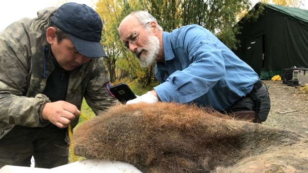 Jerky-like skin of a 52,000-year-old woolly mammoth could change what we know about ancient DNA