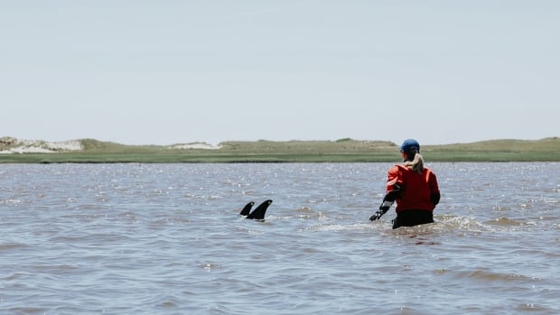 100 dolphins rescued from low tide in Cape Cod