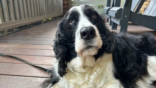 New U.S. border rules for dogs starting Aug. 1 have health minister concerned