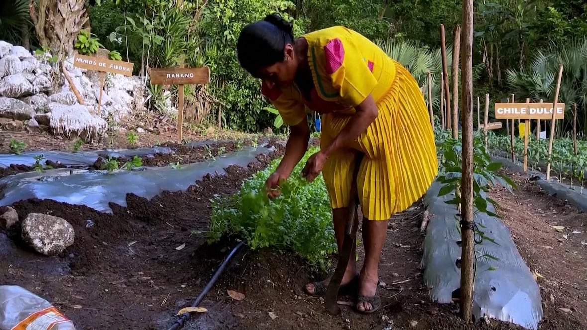 How rural Guatemalan communities are fighting malnutrition, climate change