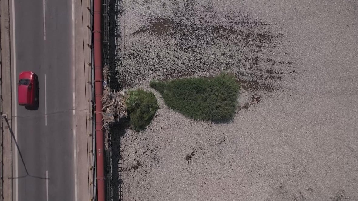 Masses of dead fish blanket a stream in Greece