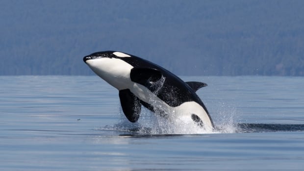 Bigg’s killer whale sightings continue upward trend in Salish Sea