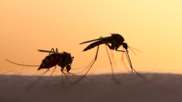 Calgary is moving past peak mosquito activity, but a new species is still buzzing around