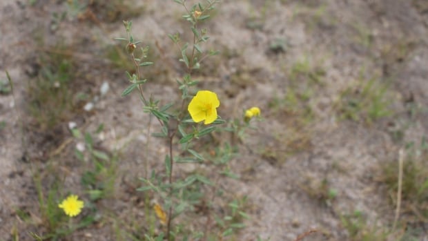 Endangered rock rose plant could hold clues to protecting Nova Scotian sand barrens