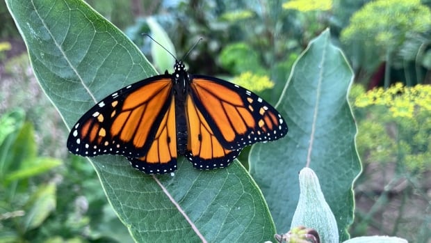 Everton resident fights to save monarch butterflies as populations plummet in 2024