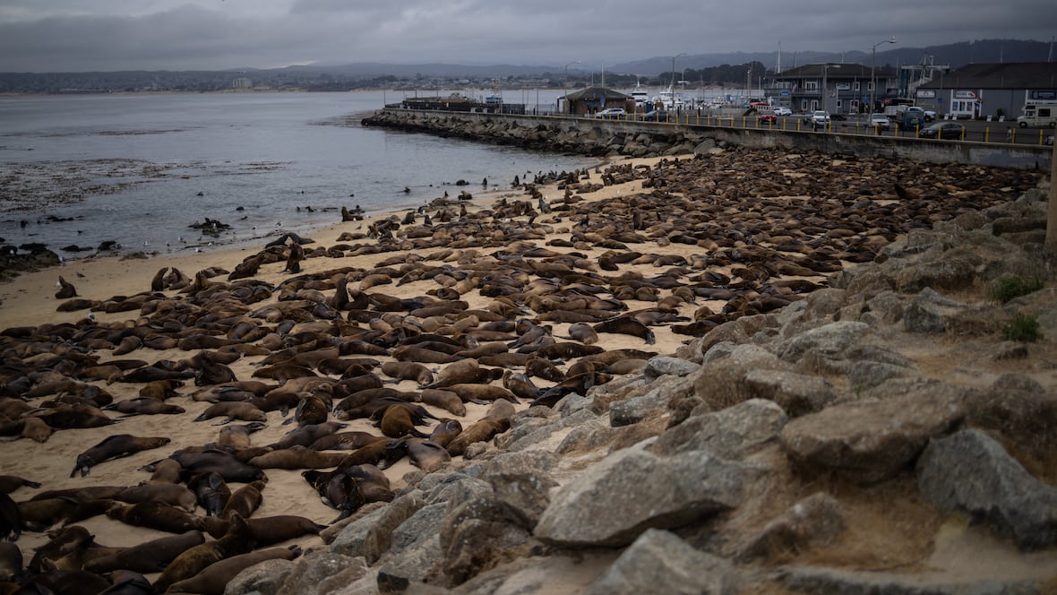 Hundreds of sea lions invade popular California beach