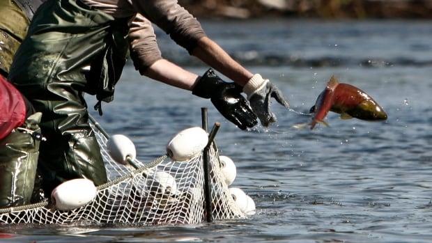 Report shows salmon numbers slowing from B.C. landslide