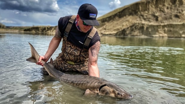 Sturgeon endure in Alberta, but the future of these river ‘monsters’ is now uncertain