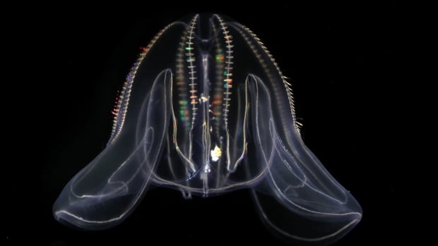 This sea creature turns into a baby when it's stressed out — but is it reverse aging?