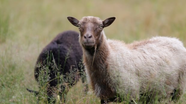 Turning wool into pellets could keep fibre from going to waste — and help farmers weather a changing climate