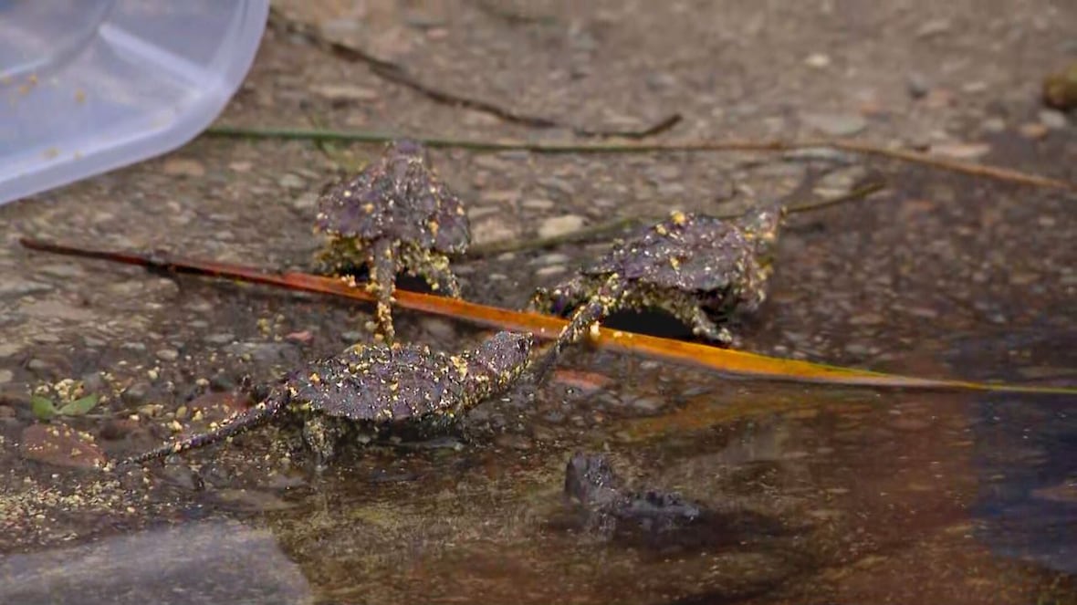 Why 112 baby snapping turtles are getting released at a Quebec provincial park