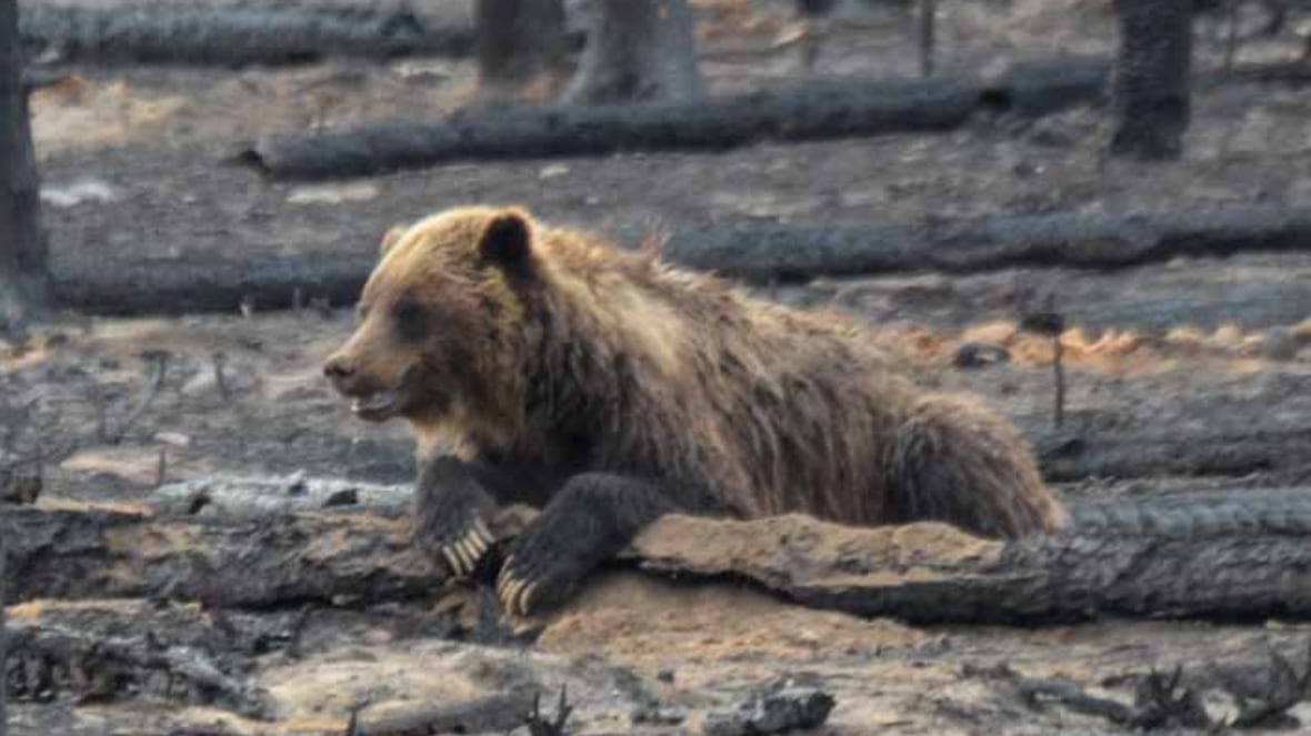 Wildlife begins returning to Jasper as wildfire cleanup continues