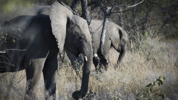 Namibia killing elephants, hippos to feed people amid worst drought in a century