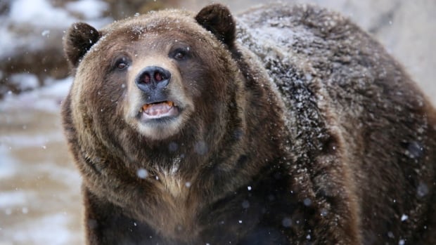 7,000 applied to hunt Alberta’s ‘problem’ wildlife — including grizzly bears — says minister