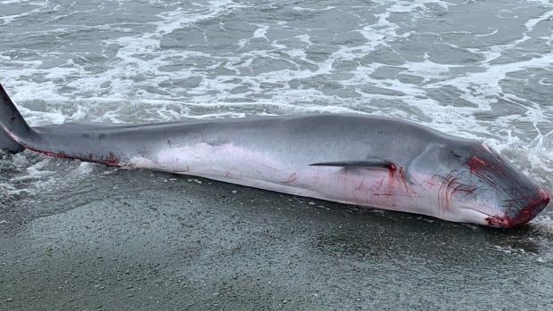 A rare pygmy sperm whale washes up on Newfoundland's shore and leaves its inky mark