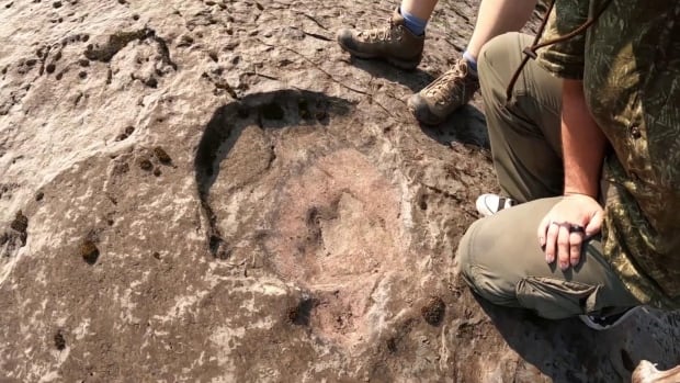 B.C. man finds dinosaur trackway near Hudson’s Hope