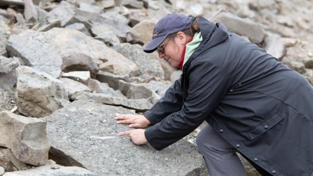 B.C. researchers find fossils in 'relatively unexplored' area