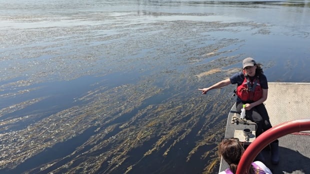 Invasive zombie plant takes hold in St. John River