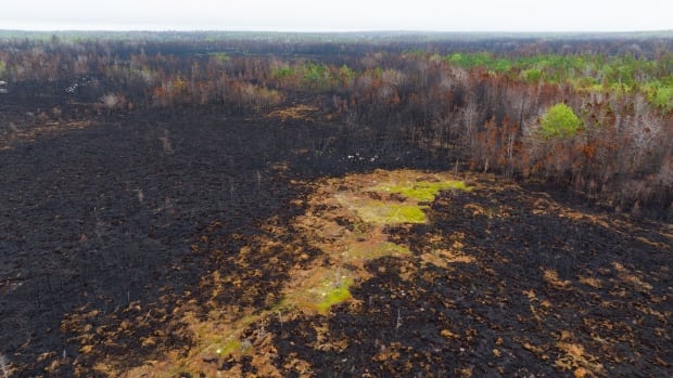 Large wildfires can create decade-long heat island in the wild