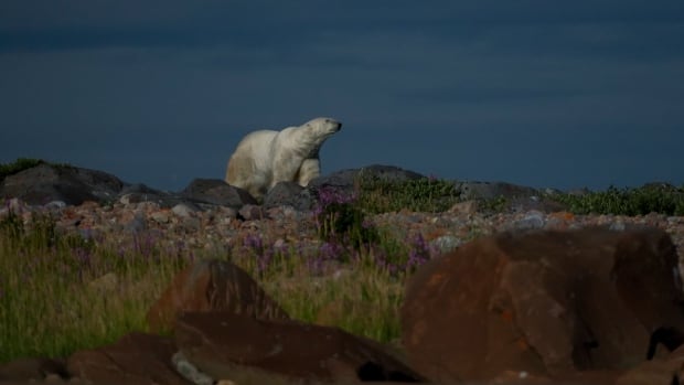 Melting sea ice, disappearing high-fat food sources mean trouble for Hudson Bay polar bears