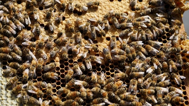 Ontario government investigating what caused the death of 1.2 million bees in Lively