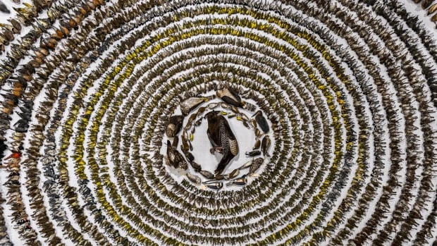 Picture of 4,000 dead birds in Toronto wins international photography award