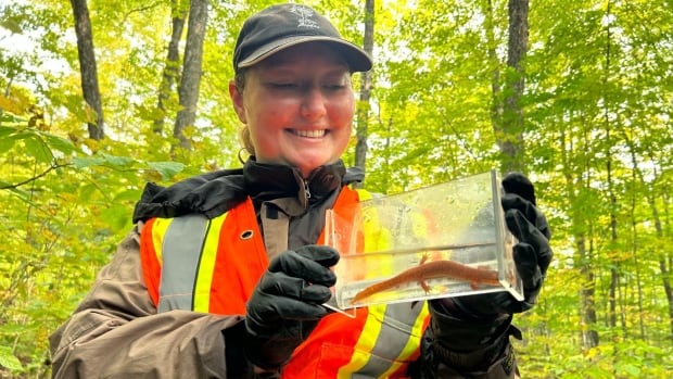 The race is on to save Quebec's elusive, rare spring salamander