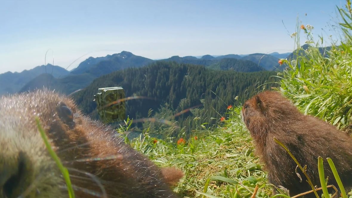 #TheMoment an endangered marmot took a bite out of a wildlife camera