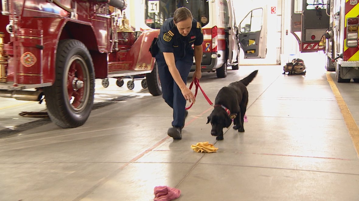 This dog’s nose is a vital tool for investigating suspicious fires