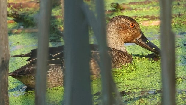 Wayward duck in Niagara draws mad rush of birders looking to photograph the ‘mega-rarity’