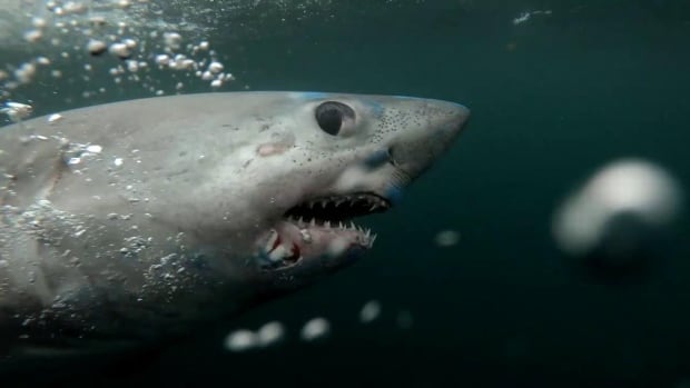 What killed and ate a really big shark? An even bigger shark, scientists say