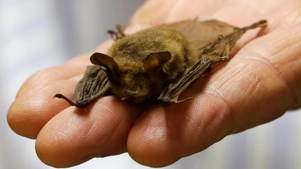 When bats were wiped out, more human babies died, a study found. Here’s why