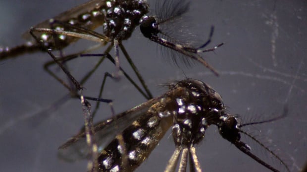 What you need to know about mosquito-borne diseases