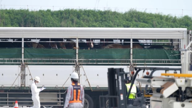 Japanese documents reveal 21 horses died after export from Canada