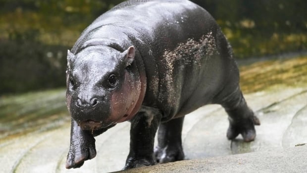 Pygmy hippo Moo Deng, the internet's favourite meatball, may soon get her own patent