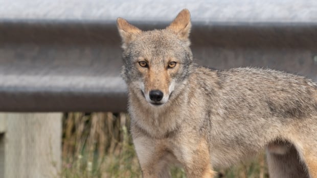 Alberta livestock producers want coyotes added to wildlife compensation program. Here’s why