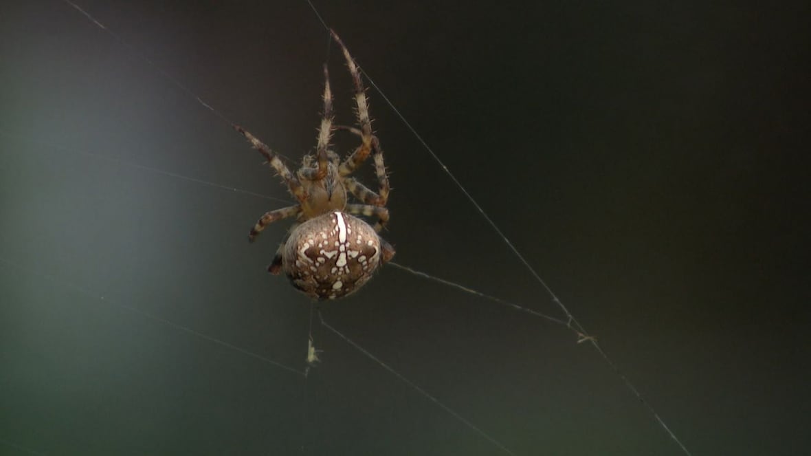 Are you seeing more spiders in Quebec and are they bigger than usual?