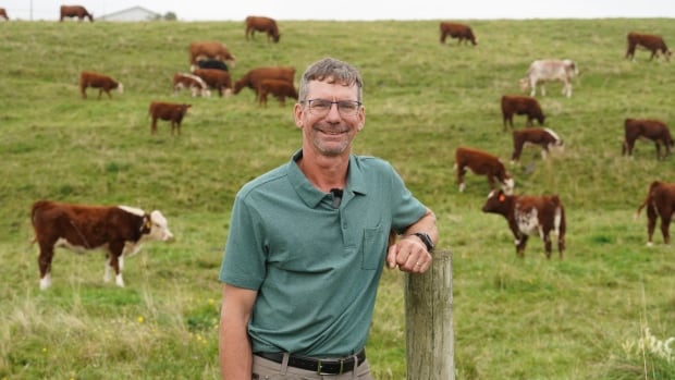 Kelp wanted: Why researchers are adding seaweed to cattle's diet