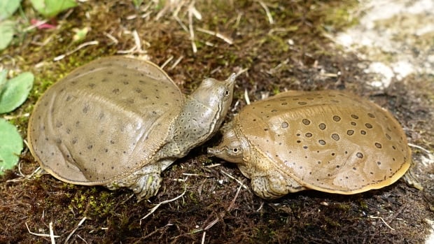 Move aside, moose — a new study has found the most distinct animals in Canada