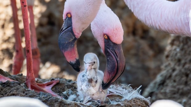 These male flamingos are ‘doing a great job’ raising a chick together