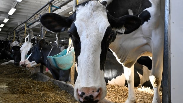 Judge doesn't swallow B.C. cow-share advocate's raw milk argument