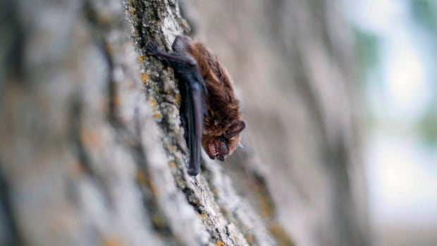 Brantford, Ont.-area child dies from rabies after contact with a bat, health official says