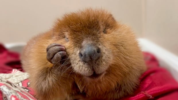 'Diva' beaver, beloved since birth, allowed to stay at U.S. rescue centre