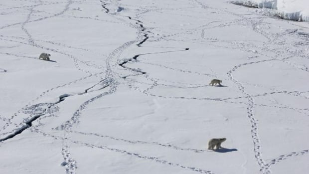 As the Arctic warms, some polar bears are being injured by painful ice buildup on their paws: study