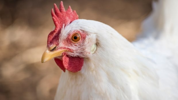 B.C. investigating 1st presumptive human avian flu case caught in Canada